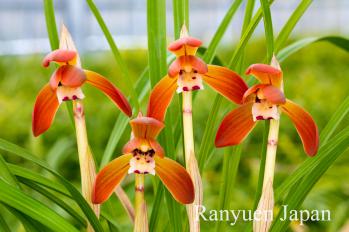 春蘭 蘭裕園 Ranyuen