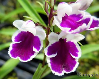 アワチドリ・夢ちどり 蘭裕園 Ranyuen