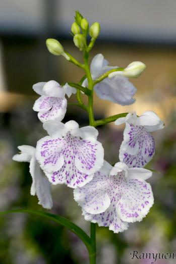 アワチドリ・夢ちどり 蘭裕園 Ranyuen