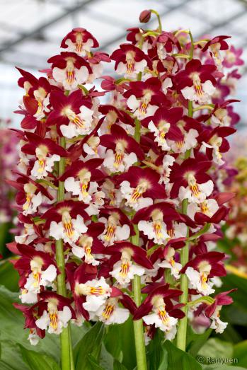 エビネ 蘭裕園 Ranyuen