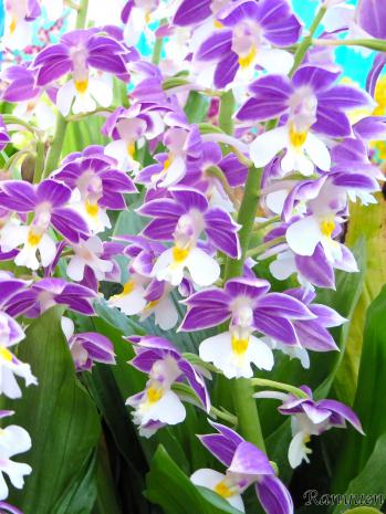 エビネ 蘭裕園 Ranyuen