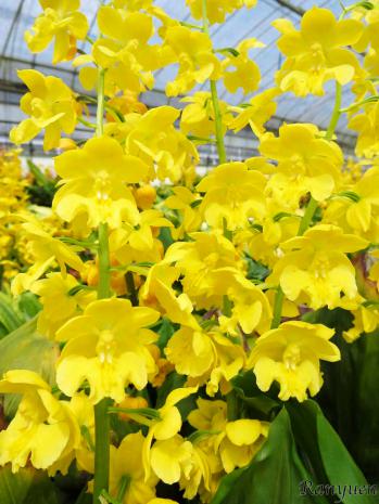 エビネ 蘭裕園 Ranyuen