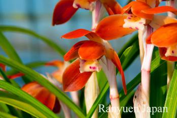 春蘭 蘭裕園 Ranyuen