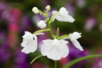 アワチドリ・夢ちどり 蘭裕園 Ranyuen