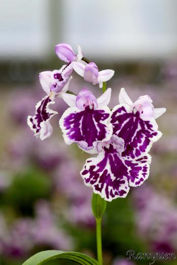 アワチドリ・夢ちどり 蘭裕園 Ranyuen