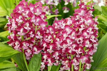 エビネ 蘭裕園 Ranyuen