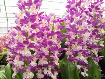 エビネ 蘭裕園 Ranyuen