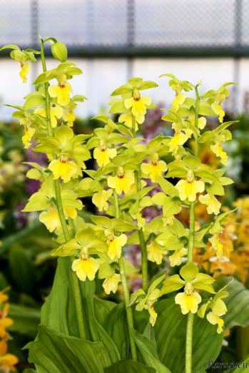 エビネ 蘭裕園 Ranyuen