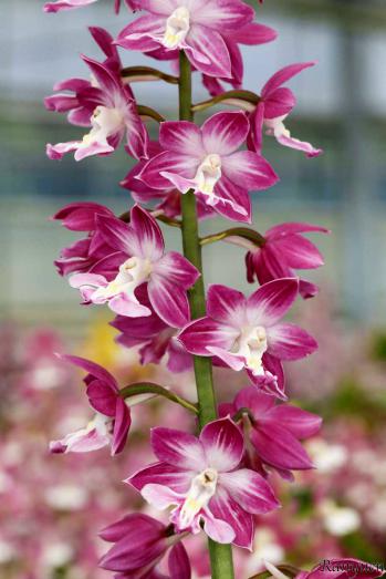 エビネ 蘭裕園 Ranyuen