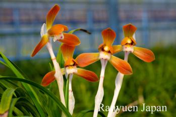 春蘭 蘭裕園 Ranyuen