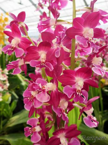 エビネ 蘭裕園 Ranyuen