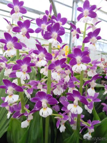 エビネ 蘭裕園 Ranyuen