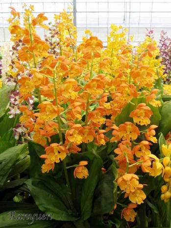 エビネ 蘭裕園 Ranyuen