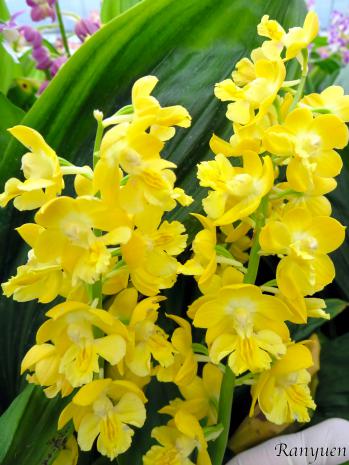 エビネ 蘭裕園 Ranyuen