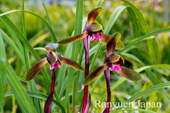 春蘭 蘭裕園 Ranyuen