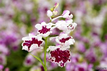 アワチドリ・夢ちどり 蘭裕園 Ranyuen