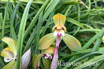 春蘭 蘭裕園 Ranyuen