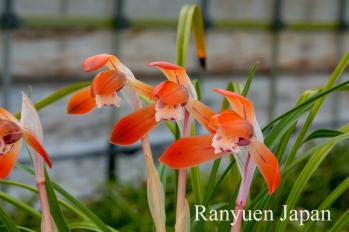 春蘭 蘭裕園 Ranyuen