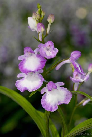 アワチドリ・夢ちどり 蘭裕園 Ranyuen
