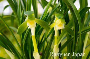 春蘭 蘭裕園 Ranyuen