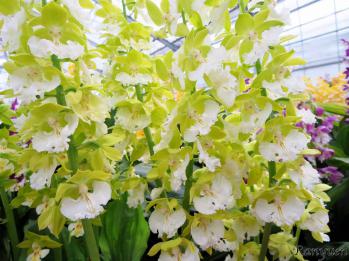 エビネ 蘭裕園 Ranyuen