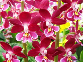 エビネ 蘭裕園 Ranyuen