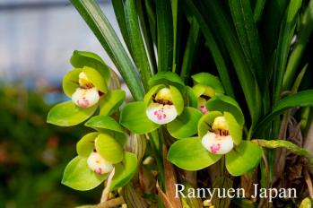 春蘭 蘭裕園 Ranyuen