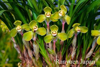 春蘭 蘭裕園 Ranyuen