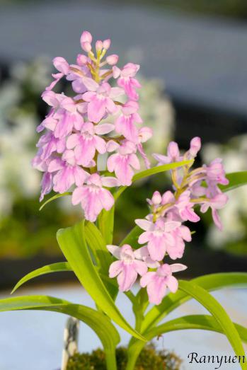 アワチドリ・夢ちどり 蘭裕園 Ranyuen