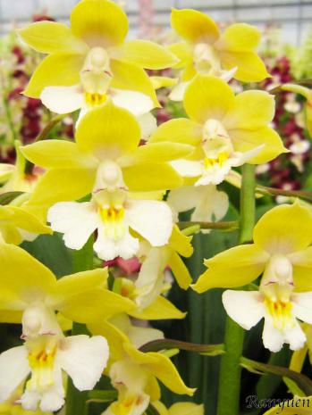 エビネ 蘭裕園 Ranyuen