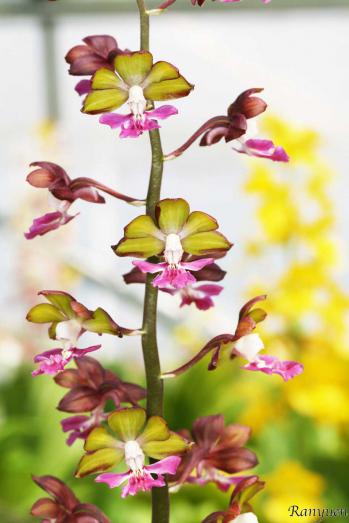 エビネ 蘭裕園 Ranyuen