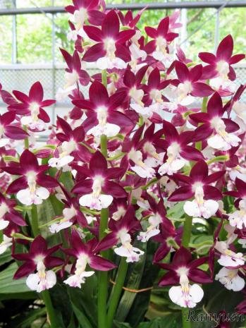 エビネ 蘭裕園 Ranyuen