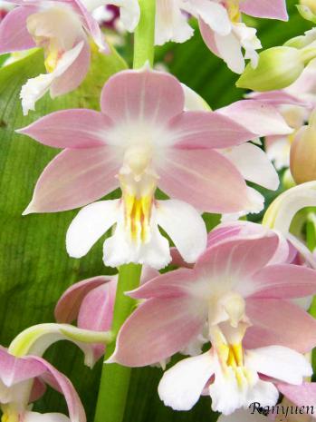 エビネ 蘭裕園 Ranyuen