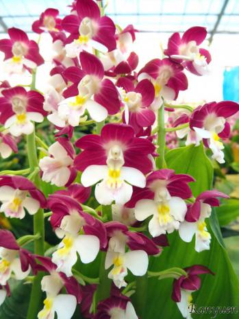 エビネ 蘭裕園 Ranyuen