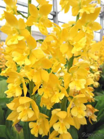 エビネ 蘭裕園 Ranyuen