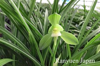 春蘭 蘭裕園 Ranyuen