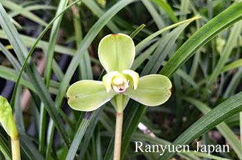 春蘭 蘭裕園 Ranyuen