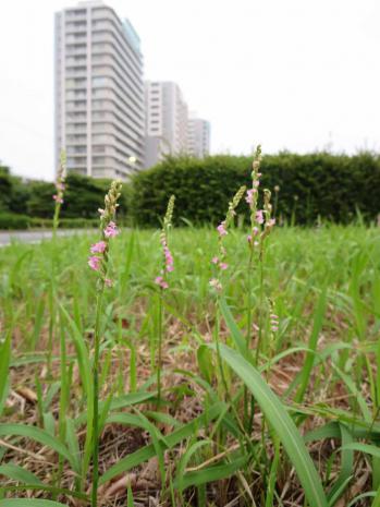 ネジバナ 蘭裕園 Ranyuen