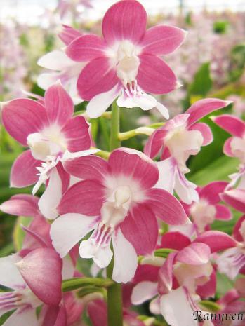 エビネ 蘭裕園 Ranyuen