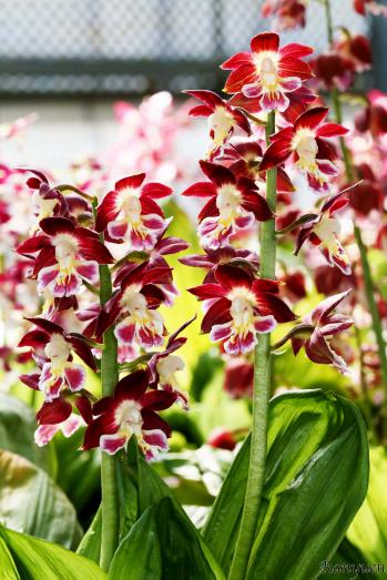 エビネ 蘭裕園 Ranyuen