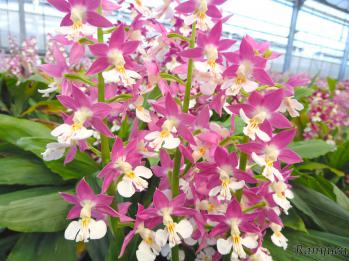 Calanthe Ranyuen