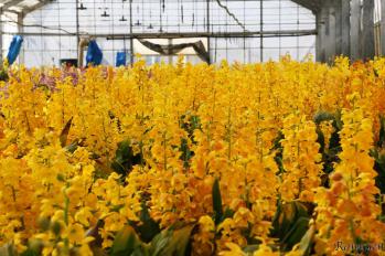 エビネ 蘭裕園 Ranyuen