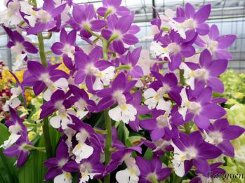 エビネ 蘭裕園 Ranyuen