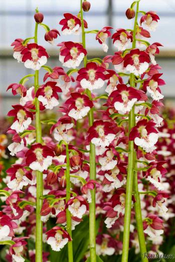 エビネ 蘭裕園 Ranyuen