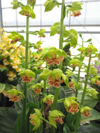 エビネ 蘭裕園 Ranyuen