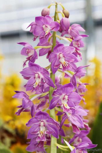 エビネ 蘭裕園 Ranyuen