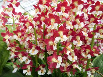 エビネ 蘭裕園 Ranyuen