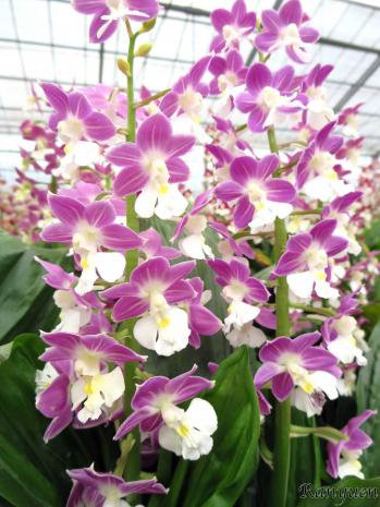 エビネ 蘭裕園 Ranyuen