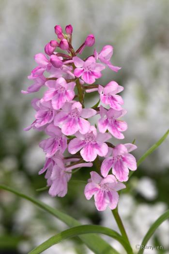 アワチドリ・夢ちどり 蘭裕園 Ranyuen