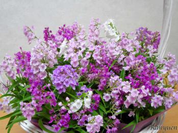 蘭裕園スタイル 蘭裕園 Ranyuen